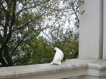 Porumbei pentru nunta Nunta Bacau